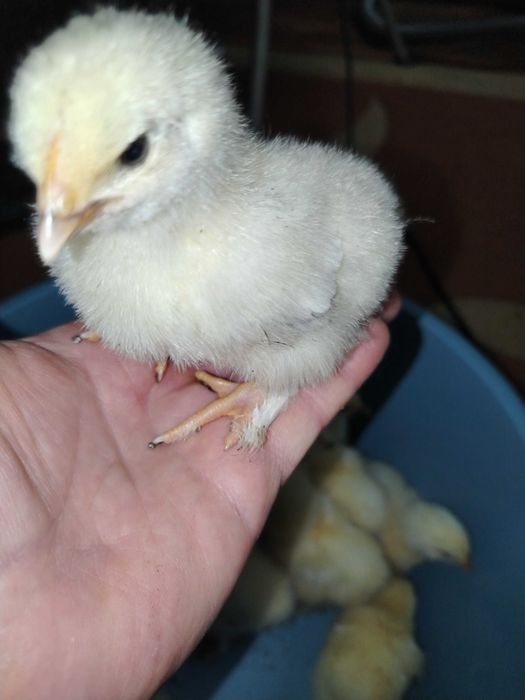 Pui de găină Brahma herminat deschis.