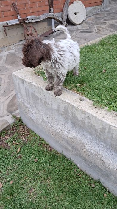 Лагото Романьоло