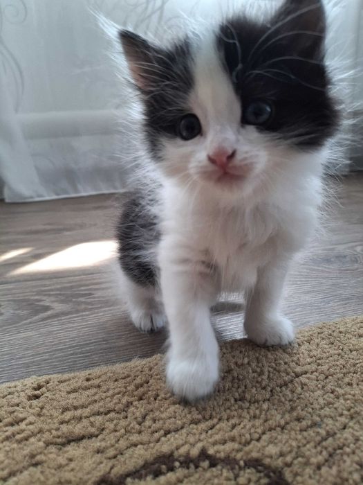 Отдам котят в добрые руки