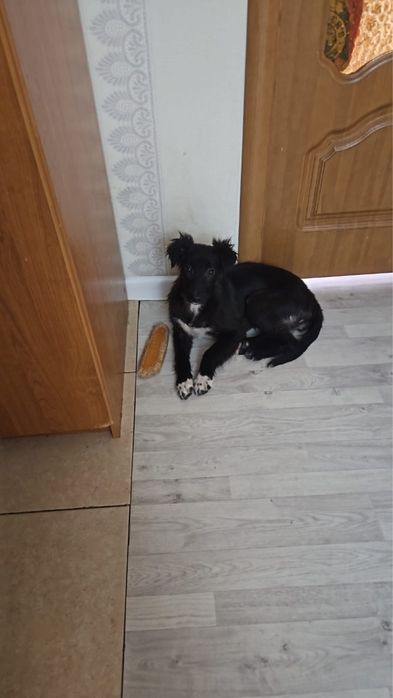 Отдам щенят бесплатно