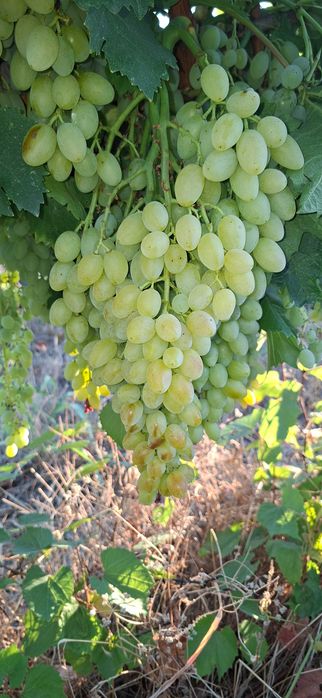 Продавам десертно и винено грозде