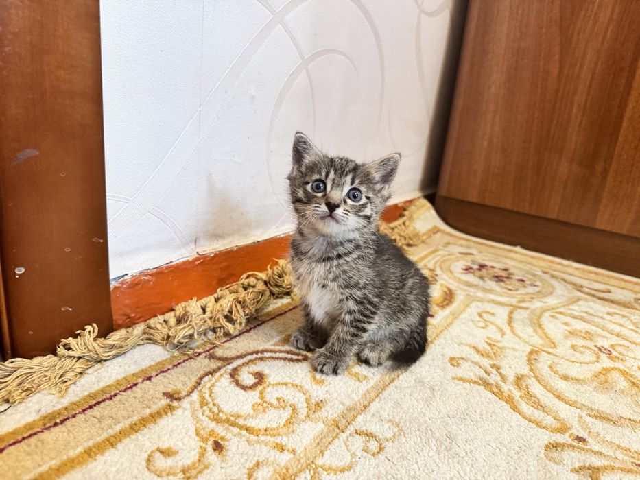 Отдаём котёнка в добрые руки