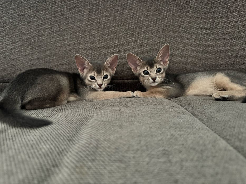 Абиссинские котята