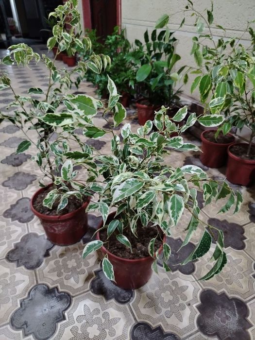 Honaki gullar, цветы комнатные, гул, сотилади гуллар