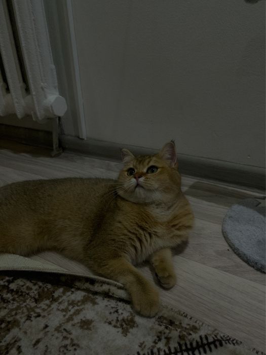 Передержка кошек