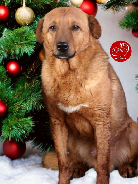 Возьми друга из приюта