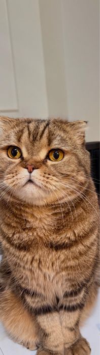 Шотландискиский мысык