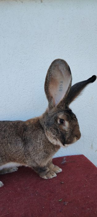 Mascul de Uriaș German gri la un an jumătate