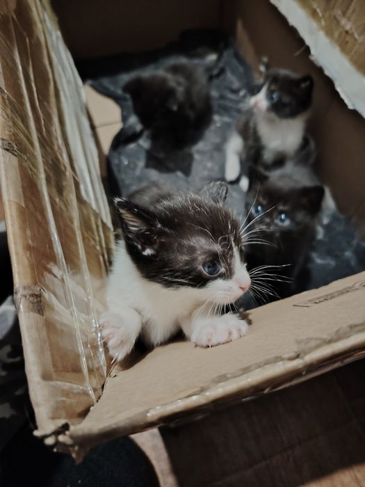 Отдам котят начинают кушать