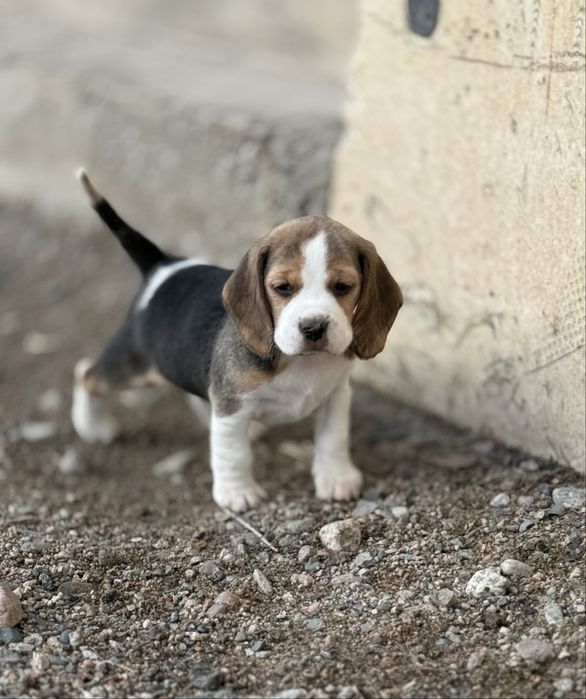 Бигль щенки, с отличной родословной