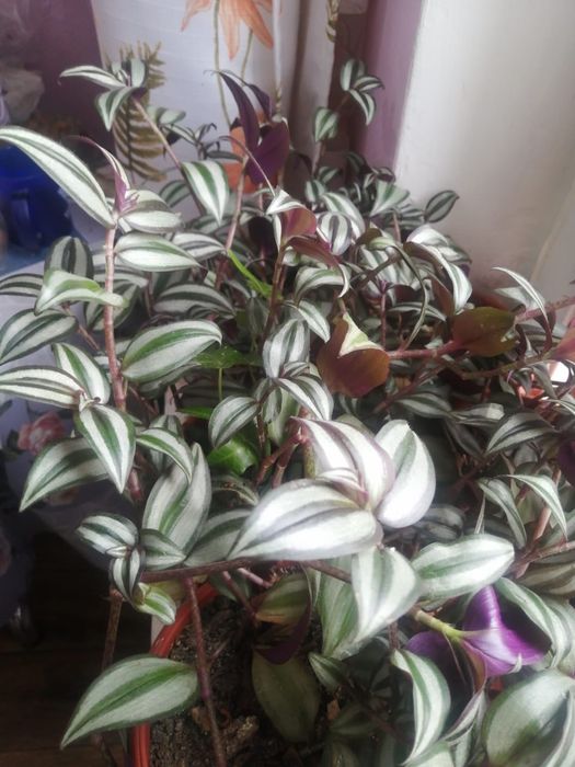 Продам комнатные цветы