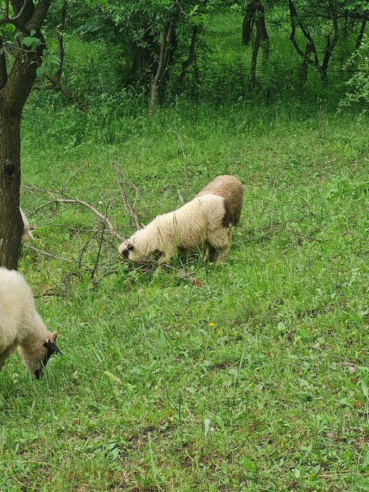 Vând 20 de miei pentru crescut sau sacrificat