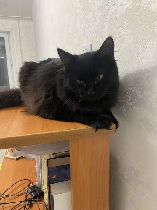 Отдам кошечку  ласковая