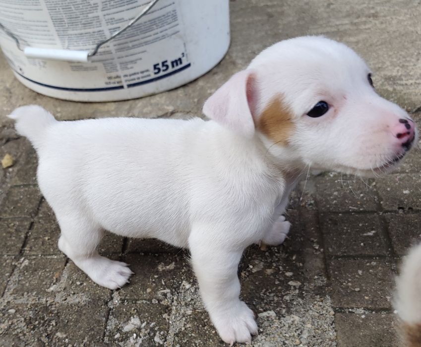 Джак Ръсел Териер