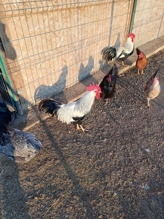 Gaini Cocosi Australorp si italieni