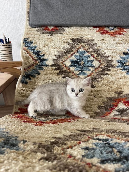 Pisicuta Scottish / British