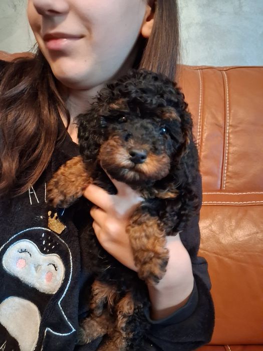 Пудели мини и той