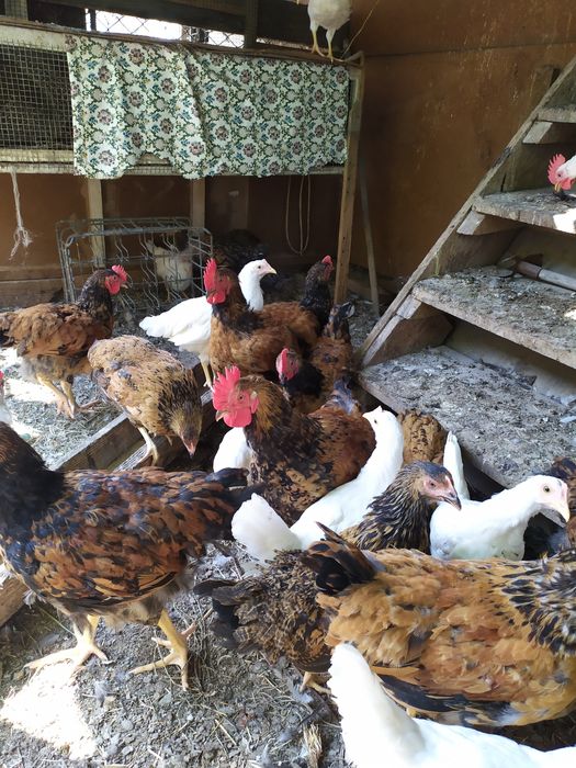 Цыплята петушки племенные