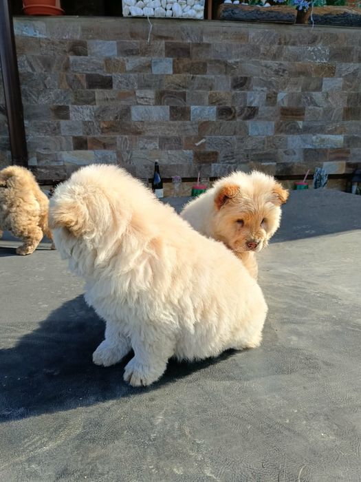 Чау чау Кученца.