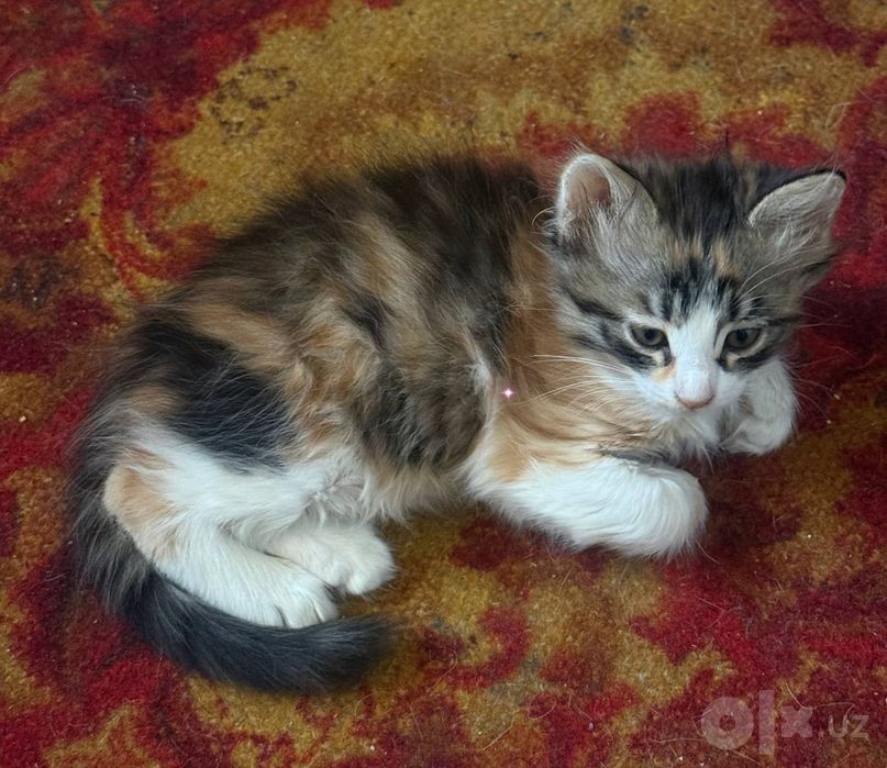 Отдам котят в добрые руки!