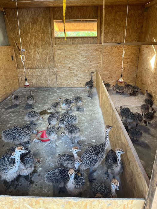 Pui de strut negru african