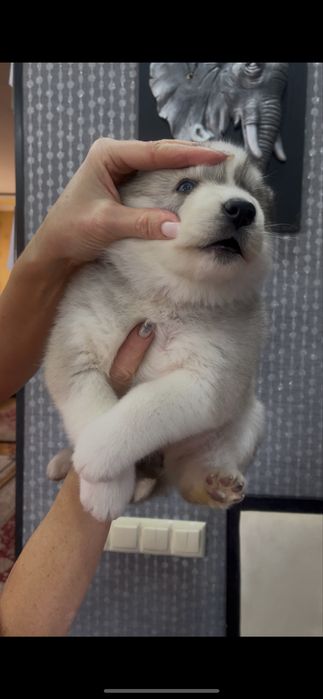 Серебристая голубоглазка хаски девочка