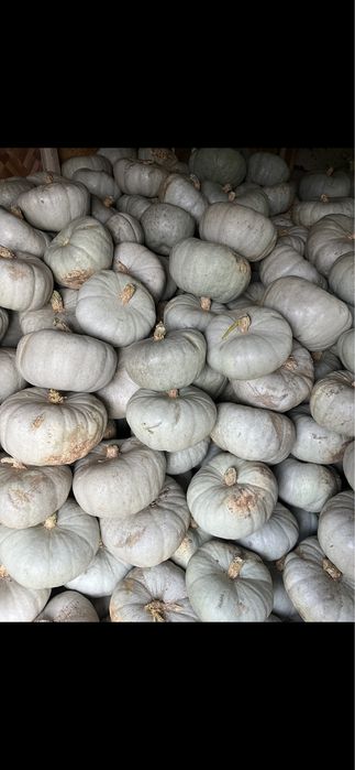 Dovleac copct.Oferta!