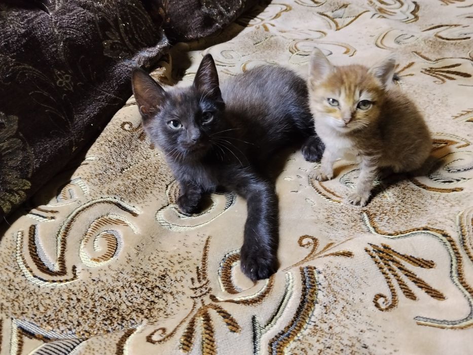 Отдам котят, котята, кошка