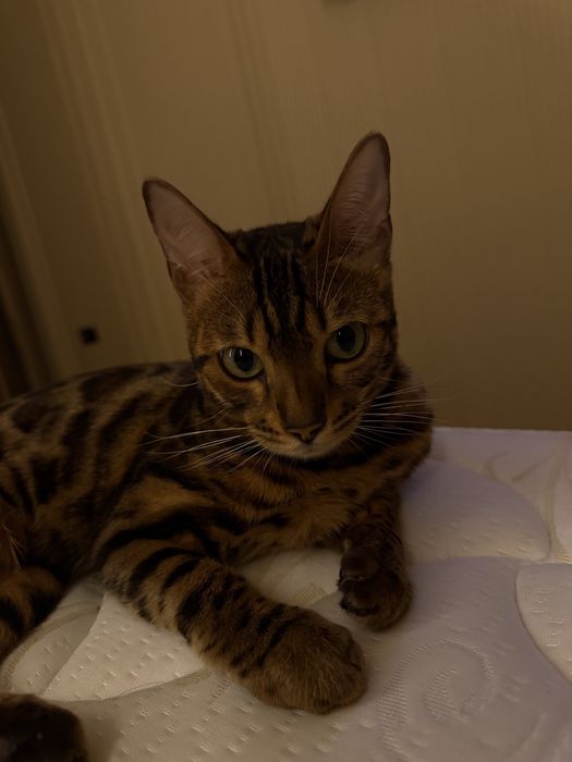 Бенгальская кошка ищет жениха