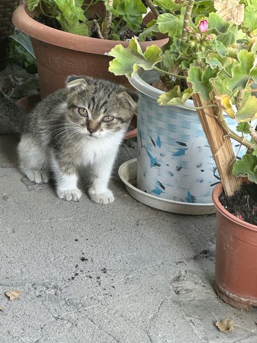 Вислоухий котенок