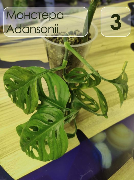 Монстера адансони Monstera adansonii