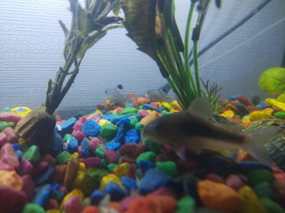 Аквариум с рыбками 40 л