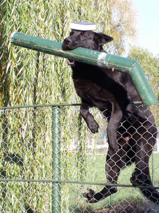 DRESAJ CANIN PROFESIONIST | septembrie educatie & reabilitare| JOCO DOG ACADEMY