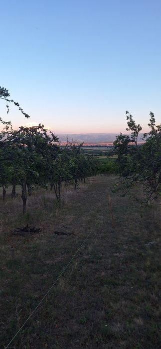 Prune de tuica de vanzare