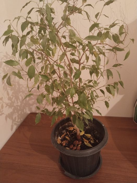 Красывый растения