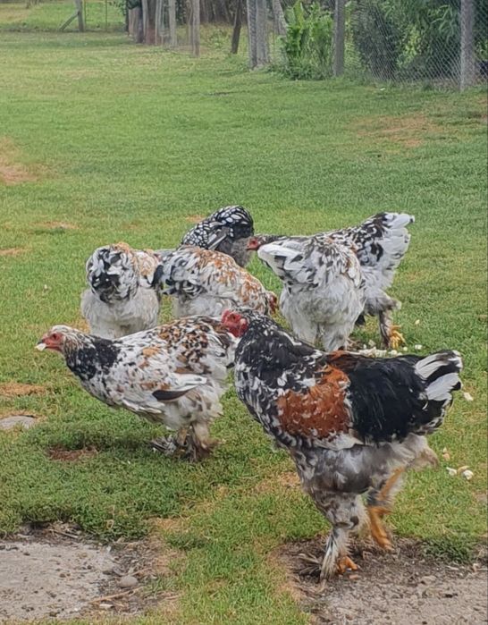 Găini şi cocoşi Brahma Porțelan