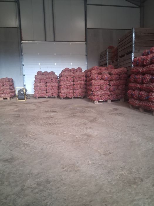 Cartofi de sămânță 1.20 kg transport gratuit  !