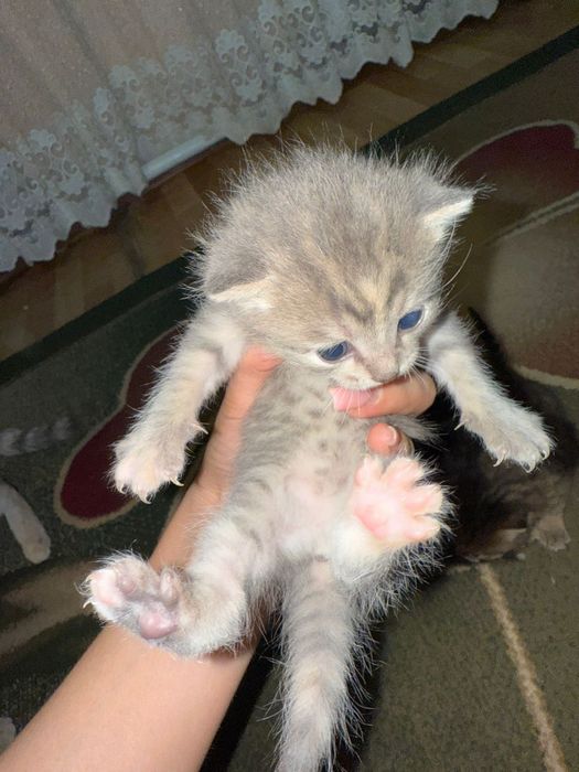 Котенки в добрые руки