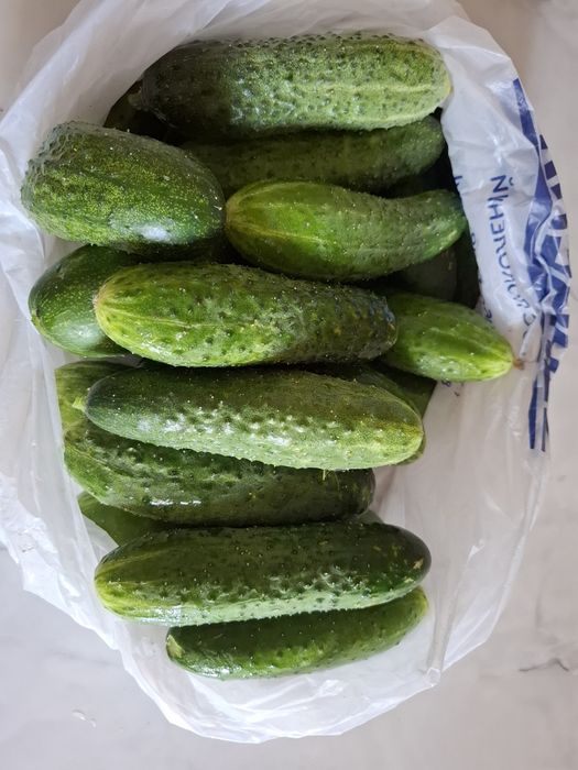 Продам домашние огурцы