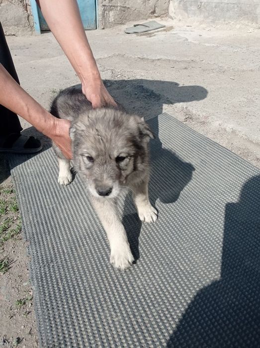 Щенки, здоровые крепкие.