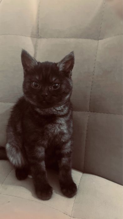 Котенок 3месячный