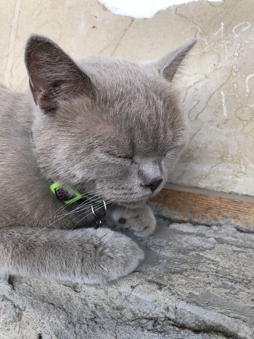 Кошка глей красавиц 2 года