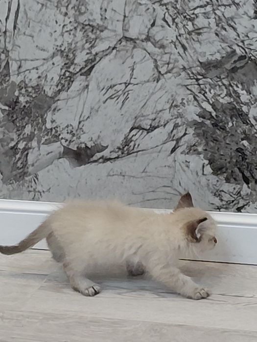 Вислоухий котёнок