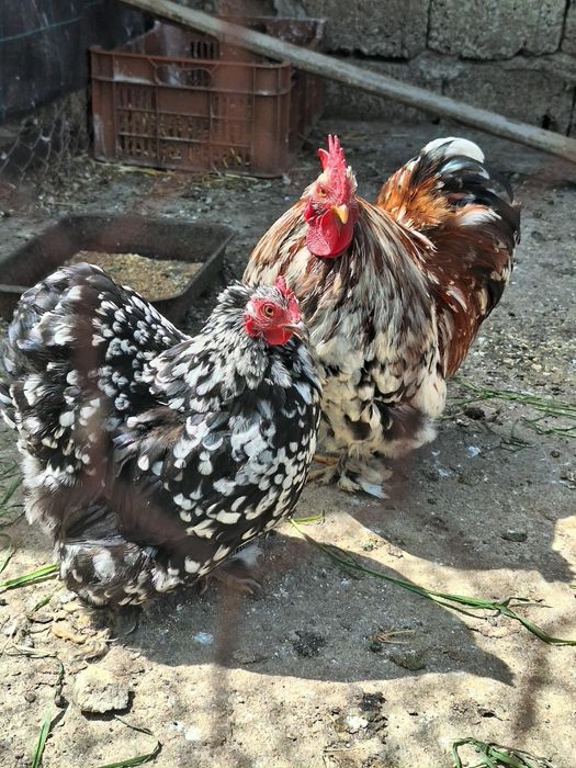 Vand o pereche de cocchina pitic