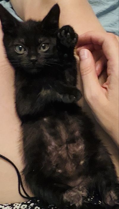 Котенок в добрые руки