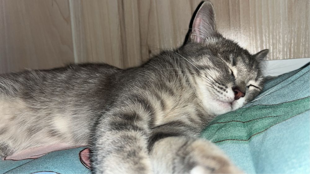 Котенок 6.7 месяц