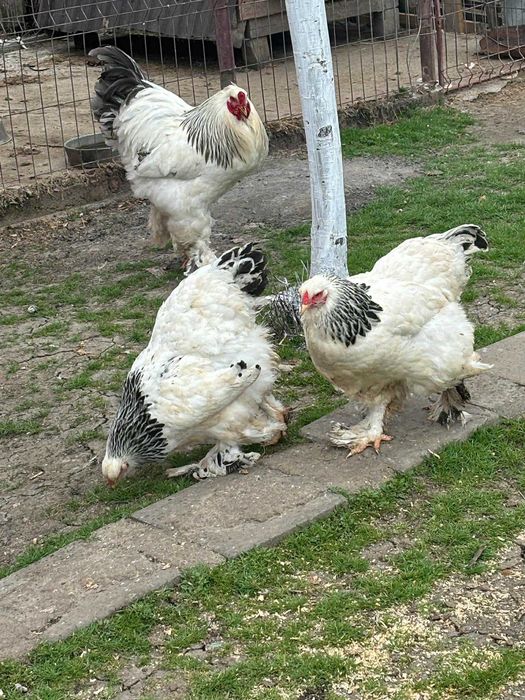 vand oua gaini brahma