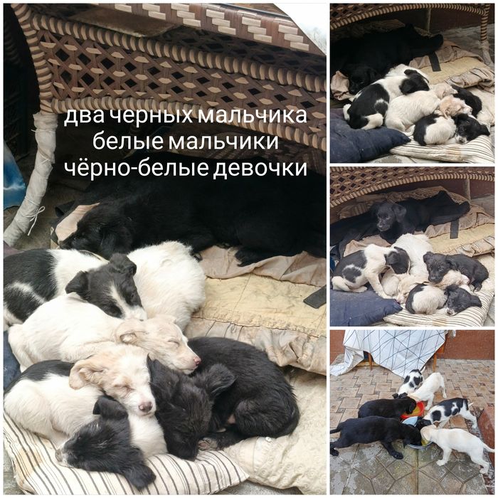 Пристраиваются в добрые ручки