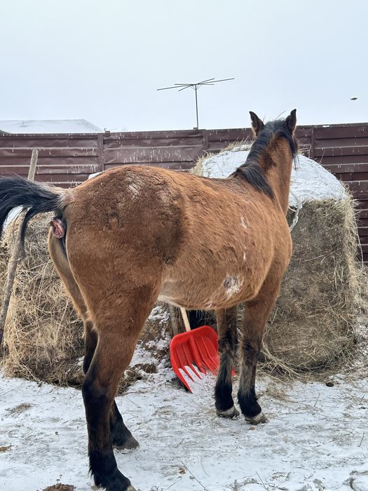 Продам кобылу. Жуас бие сатылады.