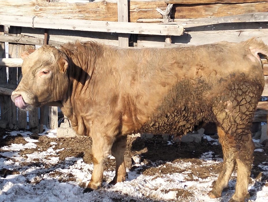 Продам бычка возраст 1,6 месяцев